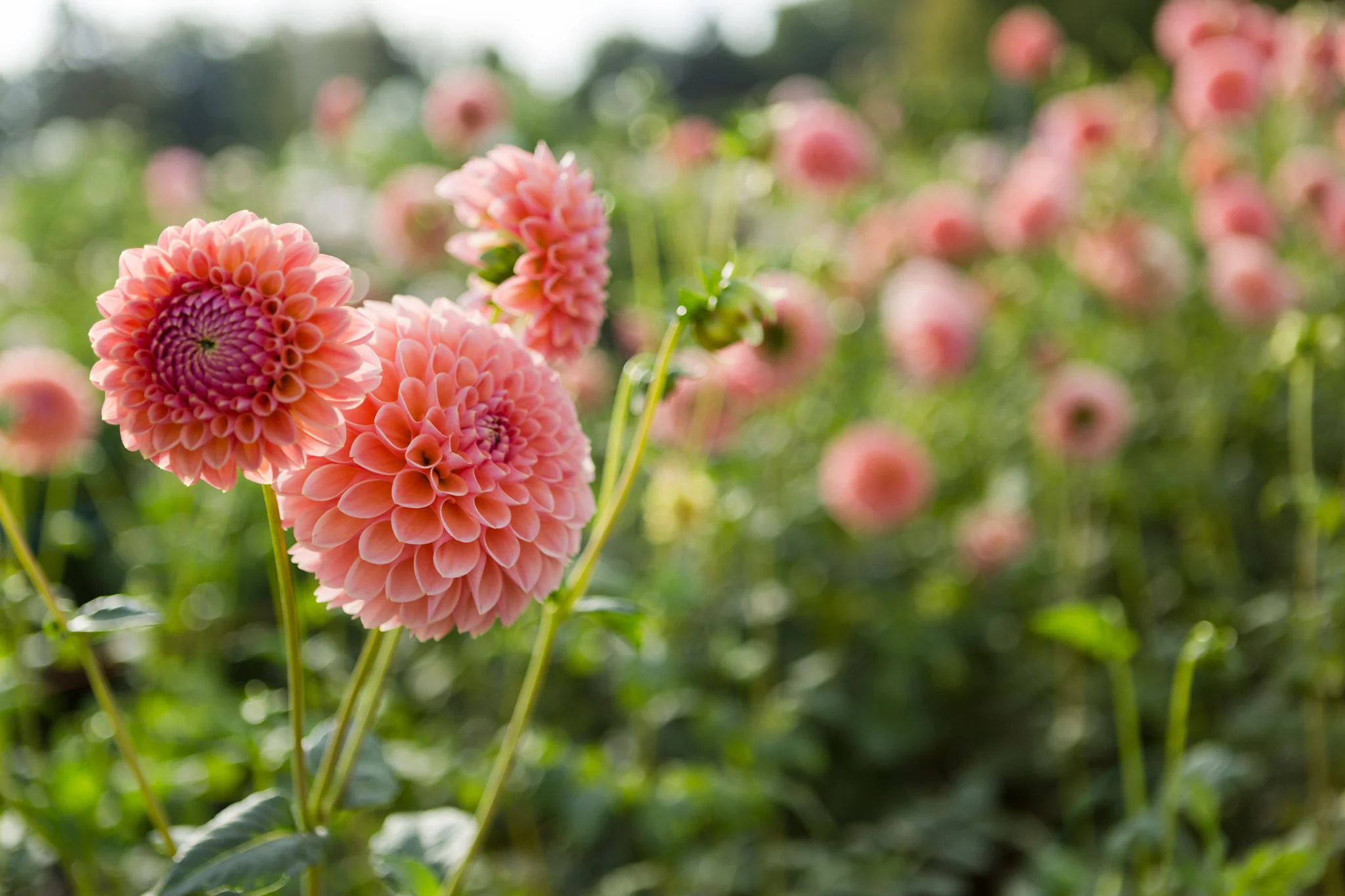 Blommande dahlia - Dahlia-lindas-baby