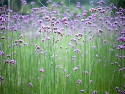 Blommande jätteverbena på ett fält