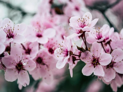 Blommande japanskt körbärsträd