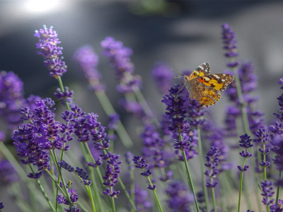 Blommande lavendel i trädgården