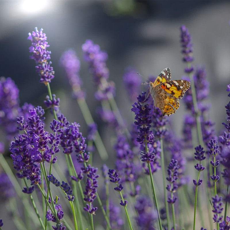 Blommande lavendel med en pollinerande fjäril i arbete