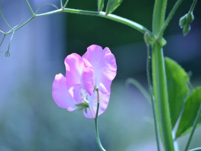 Blommande luktärt i trädgården