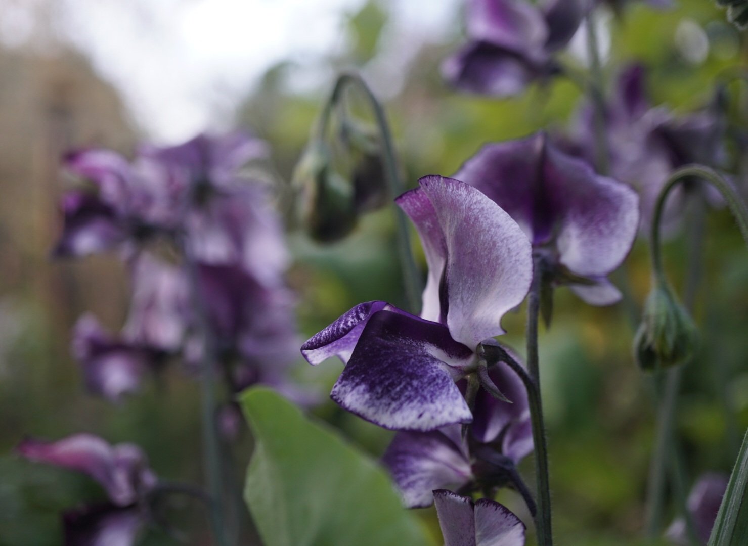 Blommande luktärt i trädgården
