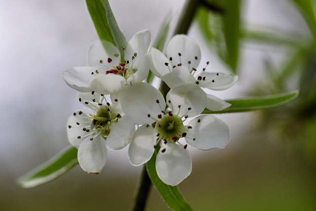 Blommande silverpäron i närbild