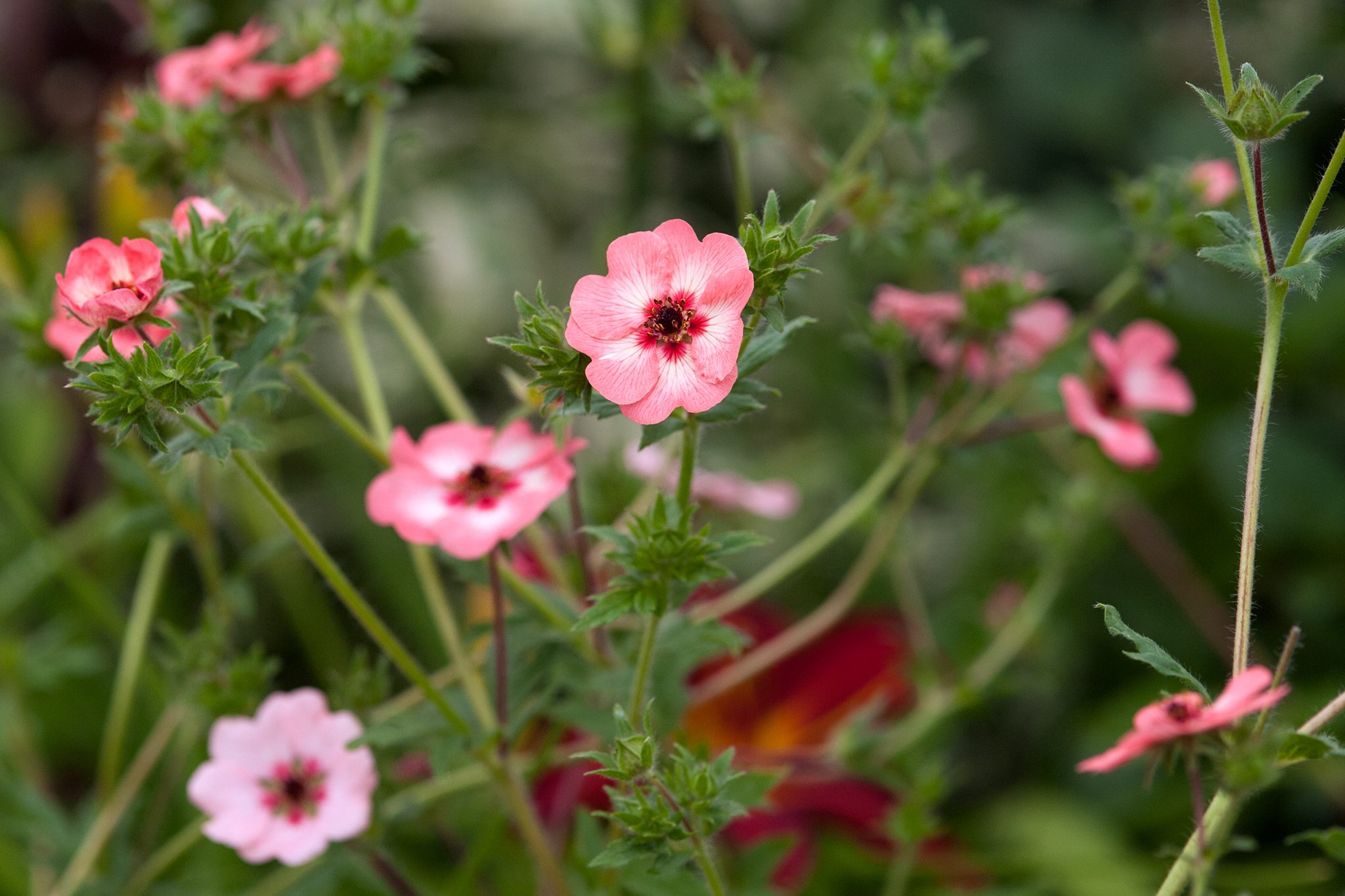Blommande fingerörtsblomma i trädgården