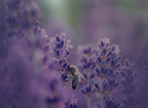 Blommande lavendel i närbild