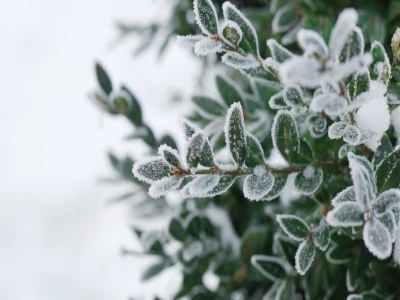 Frost på skott av lingonris